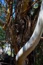 trunk detail of Ecalyptus tree