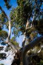 white bark Eucalyptus tree