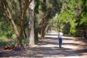 avenue of trees in Edithvale