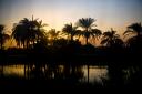 palm tree sunset in Egypt by river Cairo to El Minya