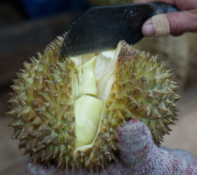 Durian - fruit cut open to expose its soft flesh