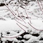 fine art images with snow