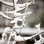 fine art images with snow