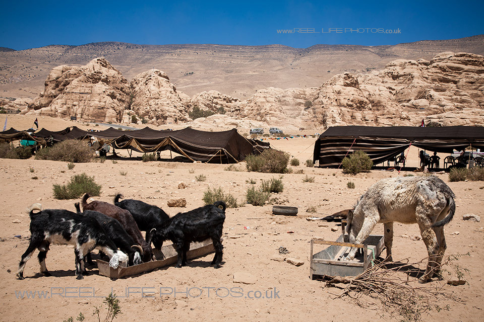 Bedouin0241