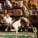 Alley cat in Chios