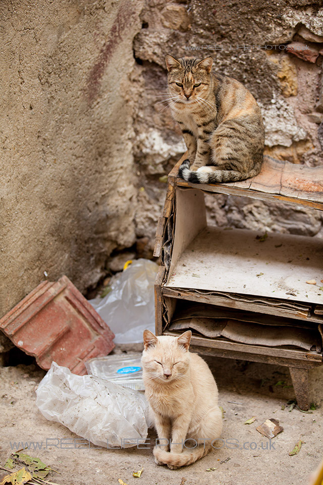 http://weddingphotos-video.co.uk/blog/wp-content/uploads/2013/10/Cats-in-Chios11.jpg
