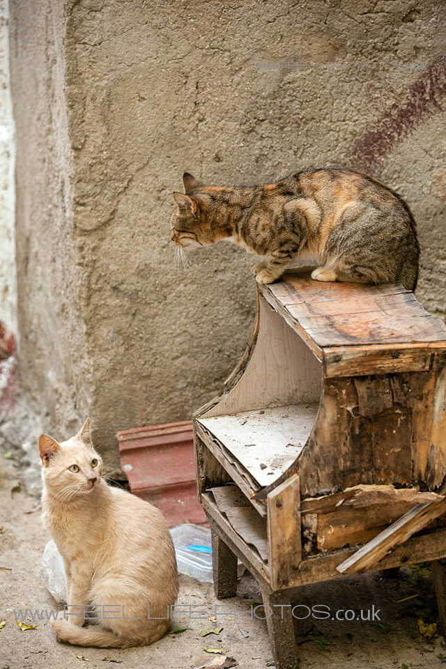 http://weddingphotos-video.co.uk/blog/wp-content/uploads/2013/10/Cats-in-Chios15.jpg