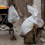 alley cats in Greece