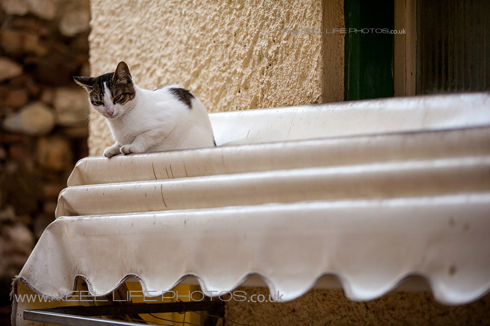 http://weddingphotos-video.co.uk/blog/wp-content/uploads/2013/10/Cats-in-Chios20.jpg