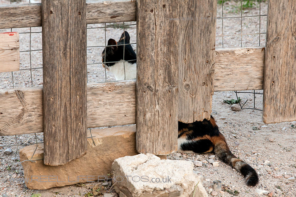 http://weddingphotos-video.co.uk/blog/wp-content/uploads/2013/10/Cats-in-Chios22.jpg