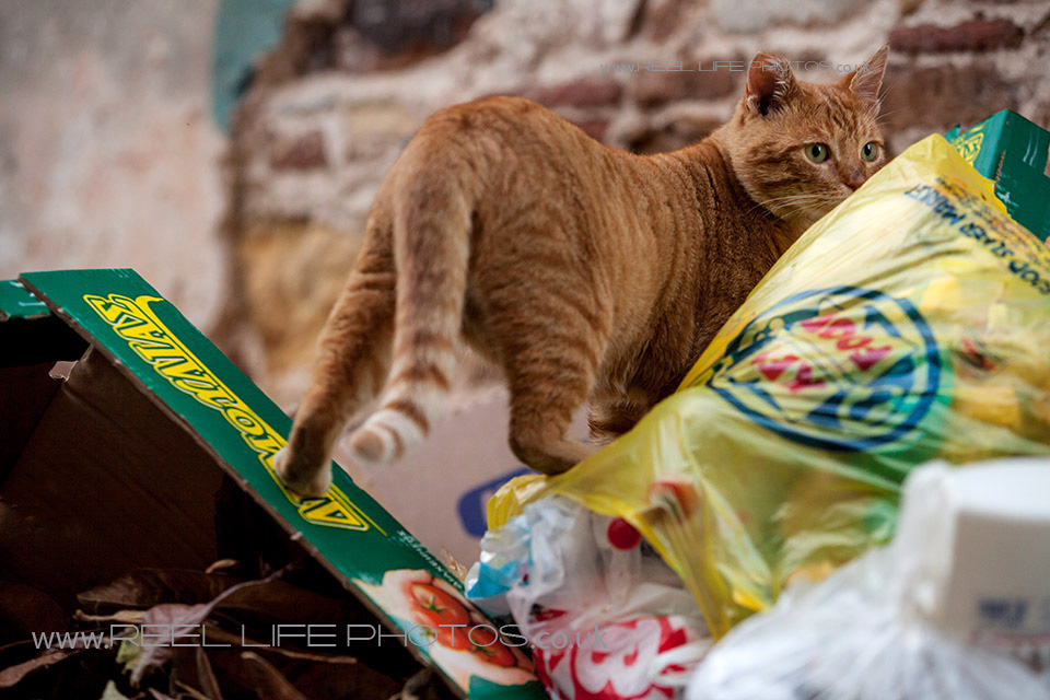 http://weddingphotos-video.co.uk/blog/wp-content/uploads/2013/10/Cats-in-Chios23.jpg