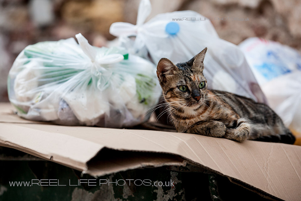 http://weddingphotos-video.co.uk/blog/wp-content/uploads/2013/10/Cats-in-Chios24.jpg