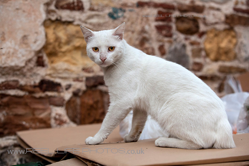 http://weddingphotos-video.co.uk/blog/wp-content/uploads/2013/10/Cats-in-Chios25.jpg