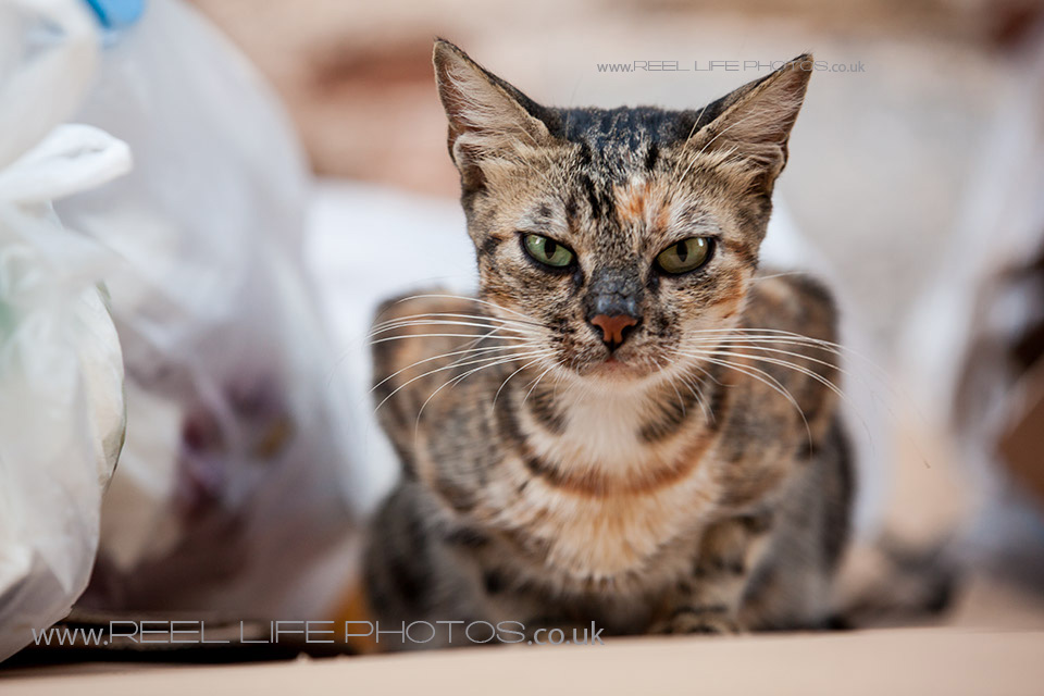 http://weddingphotos-video.co.uk/blog/wp-content/uploads/2013/10/Cats-in-Chios26.jpg