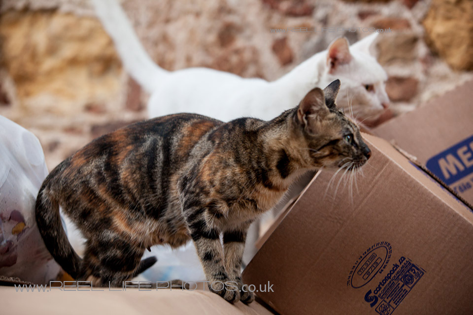 http://weddingphotos-video.co.uk/blog/wp-content/uploads/2013/10/Cats-in-Chios27.jpg