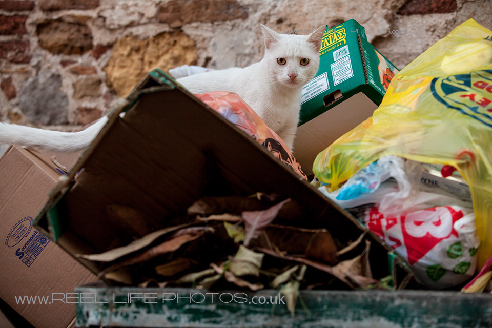 http://weddingphotos-video.co.uk/blog/wp-content/uploads/2013/10/Cats-in-Chios29.jpg