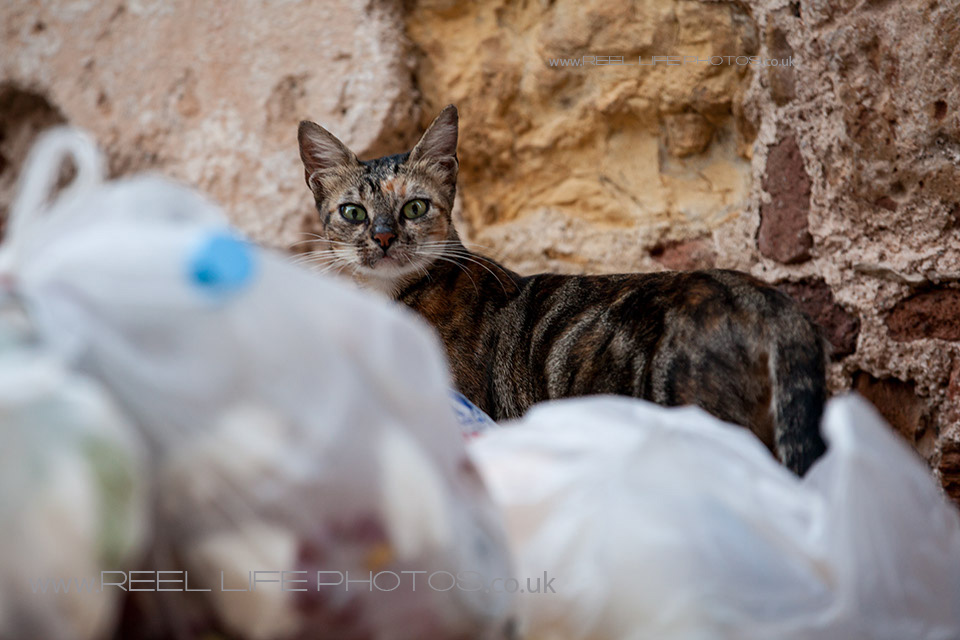 http://weddingphotos-video.co.uk/blog/wp-content/uploads/2013/10/Cats-in-Chios30.jpg